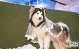 狗狗参加婚礼头纱变胡子（结婚狗狗参加婚礼好吗）